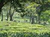 Natural Assam  Ronnefeldt  BIO